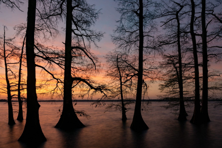 Sunrise at Reelfoot Lake