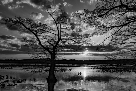 Sunset at Reelfoot Lake