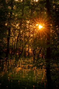 Cheekwood Botanical Gardens Sunset