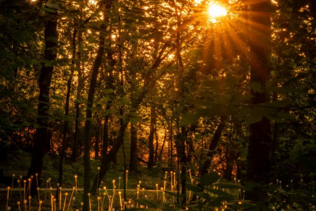 Cheekwood Botanical Gardens Sunset