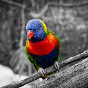 Lorikeet at Nashville Zoo
