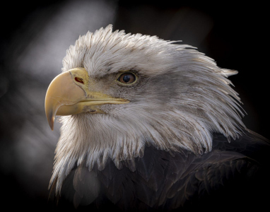 Bald Eagle at Reelfoot Lake