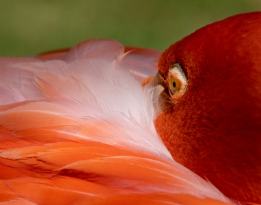 Caribbean Flamingo
