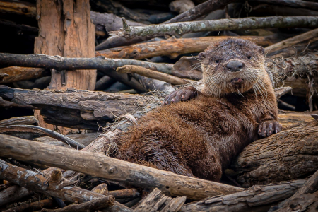 Beaver - Murfree Spring Wetlands