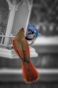 Cardinals vs Blue Jays