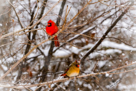 Just Chillin - Male and Female Cardinal
