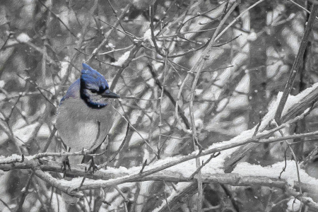 Blue Jay