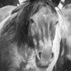 Nokota horse - Linton, North Dakota