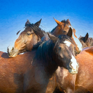 Nokota horses - Linton, North Dakota