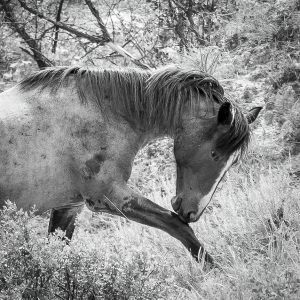 Wild Horse