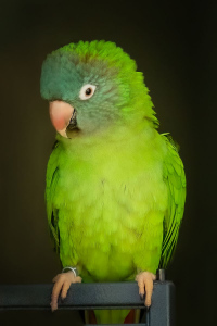 Green Parakeet