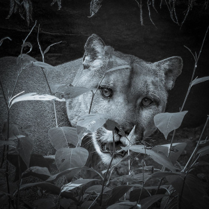 Cougar Nashville Zoo