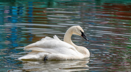 Trumpeter Swan at Memphis Zoo named Gatsby