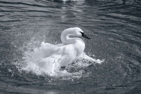 Trumpeter Swan at Memphis Zoo named Gatsby