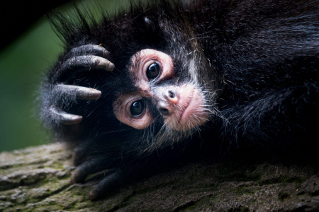 Baby Mexican Spider Monkey