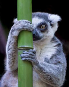 Ring-Tailed Lemur