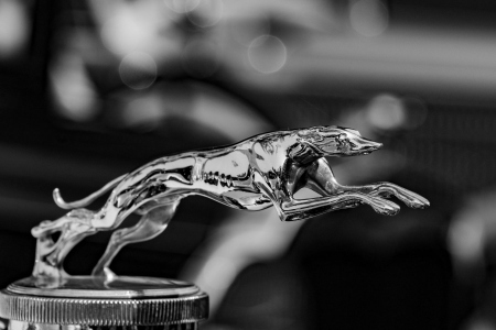 Greyhound Hood Ornament