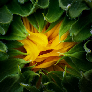 Blooming Sunflower