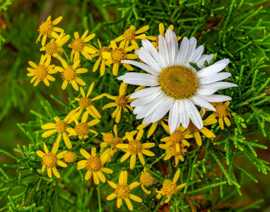 Daisies