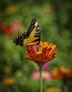 Eastern Tiger Swallowtail