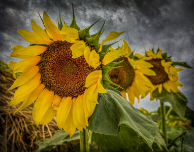 Stormy Sunflower