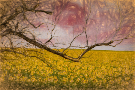 Artsy Sunflower Field