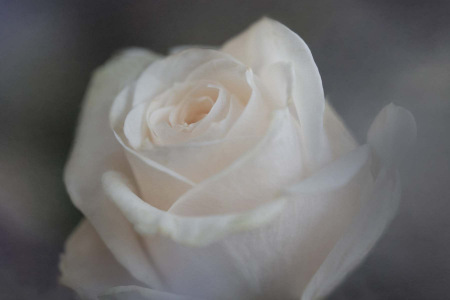 Pale Rose