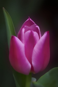 Velvet Tulip