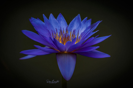 Blue Water Lily