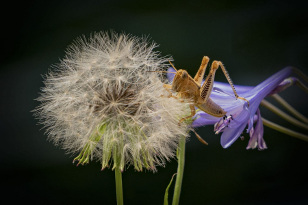 The Dandelion And  The Grasshopper