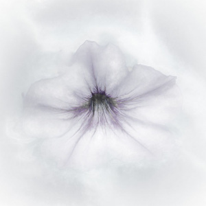 Purple Petunia with B&W Tones