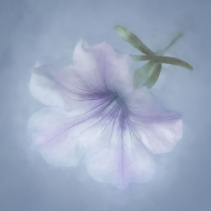 Purple Petunia