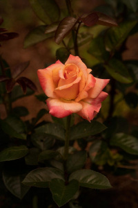 Simple Rose
