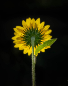 Cheekwood Gardens 2025