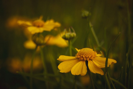 Summer Bloom