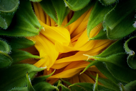 Blooming Sunflower