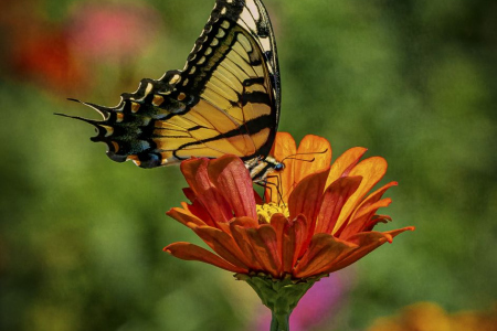 Eastern Tiger Swallowtail