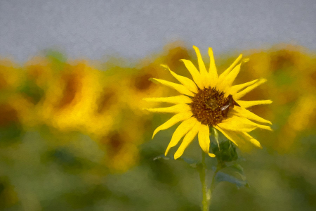 Wild Sunflower
