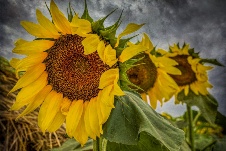 Stormy Sunflower