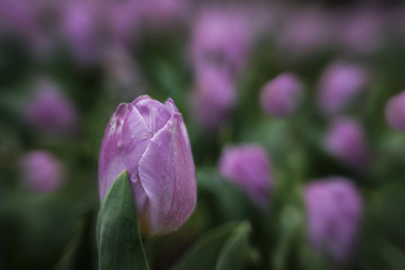 Bed Of Tulips