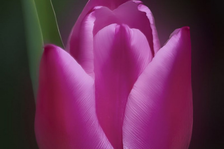 Velvet Tulip