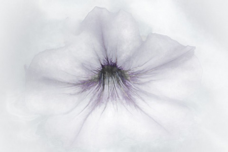 Purple Petunia with B&W Tones