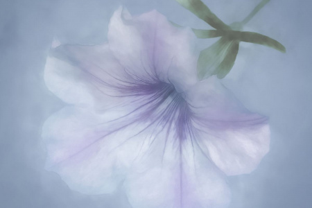 Purple Petunia