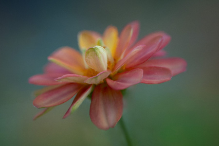 Simple Flower