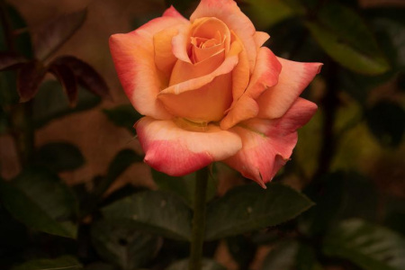 Simple Rose