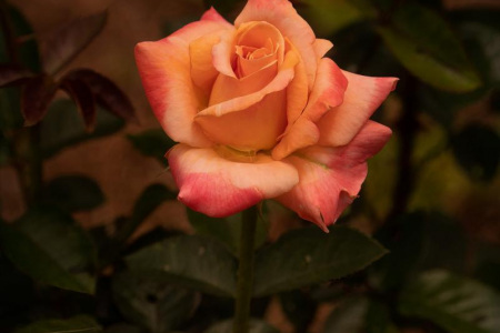 Simple Rose
