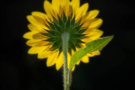 Cheekwood Gardens 2025