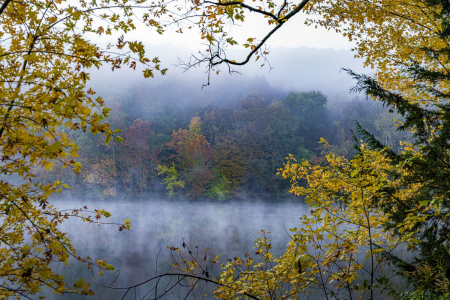 Morning Fog at Radnor Lake, Nashville TN