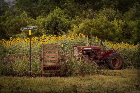 Red River Farms Sunflower Festival 2022
