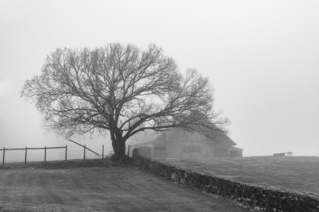 Foggy Morning at Harlinsdale Farm